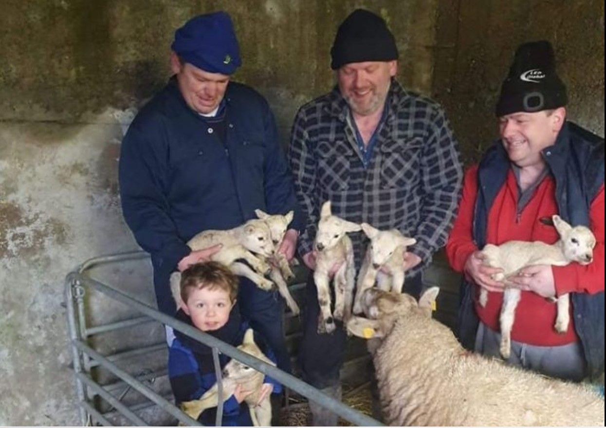 Yuletide ewe: ‘Hardy’ sextuplet lambs born on Irish midlands farm