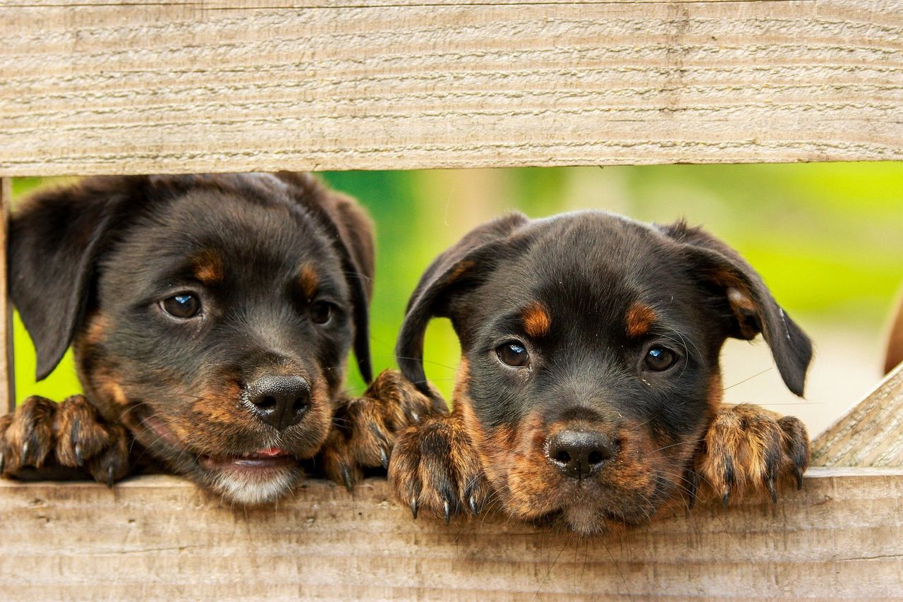 New rules for pet travel in 2021 for those leaving Britain