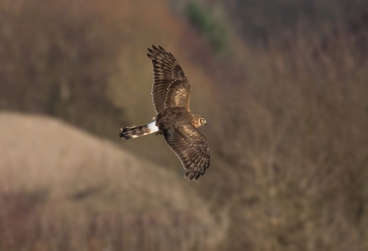 ‘Action needs to be taken’ to protect the hen harrier – Muir