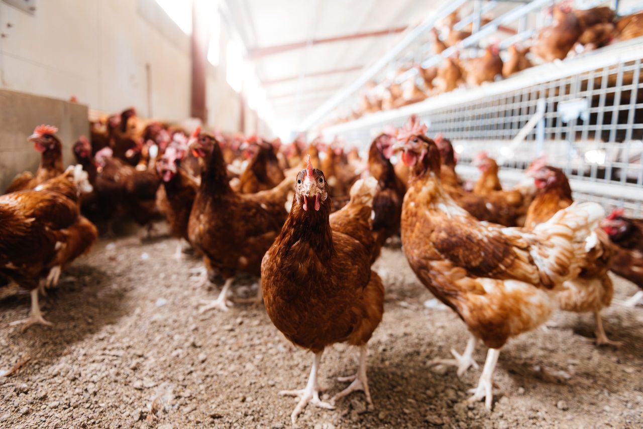 NI Assembly hears calls for greater all-island cooperation on poultry litter