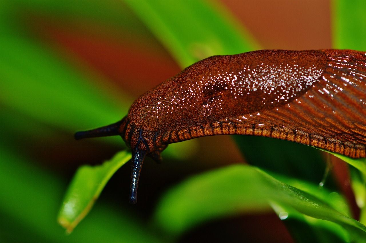 High-tech imaging aims to provide 'precision slug-control strategies'