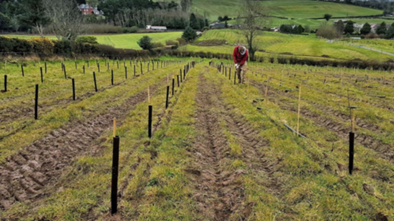 Poots announces £4 Million Small Woodland Grant Scheme