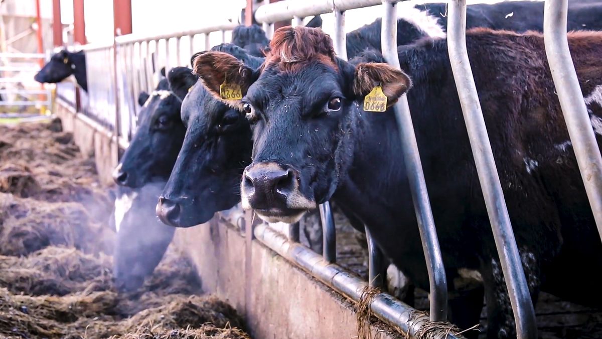 Poots offers first hints of NI’s new Agricultural Policy