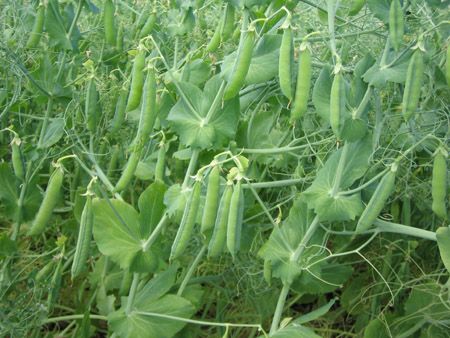 Payment to grow legumes could be on the way 