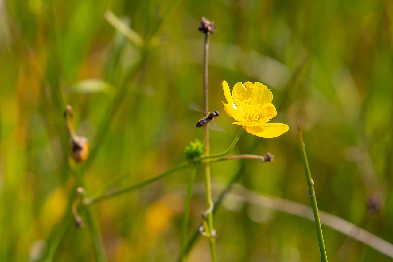 Research: Biodiversity loss has effect on global food markets