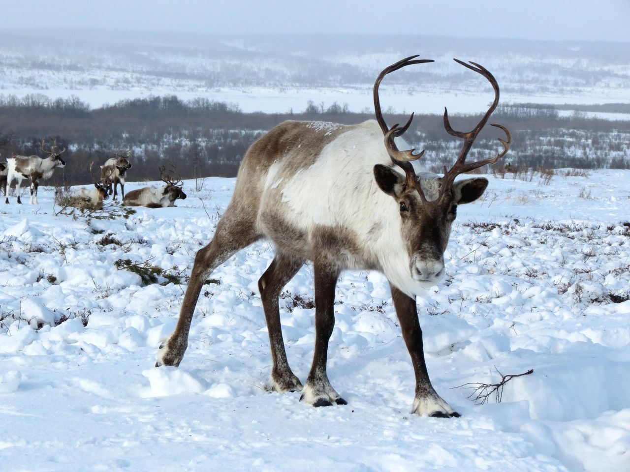 New study shows reindeer’s body clocks don’t need daylight
