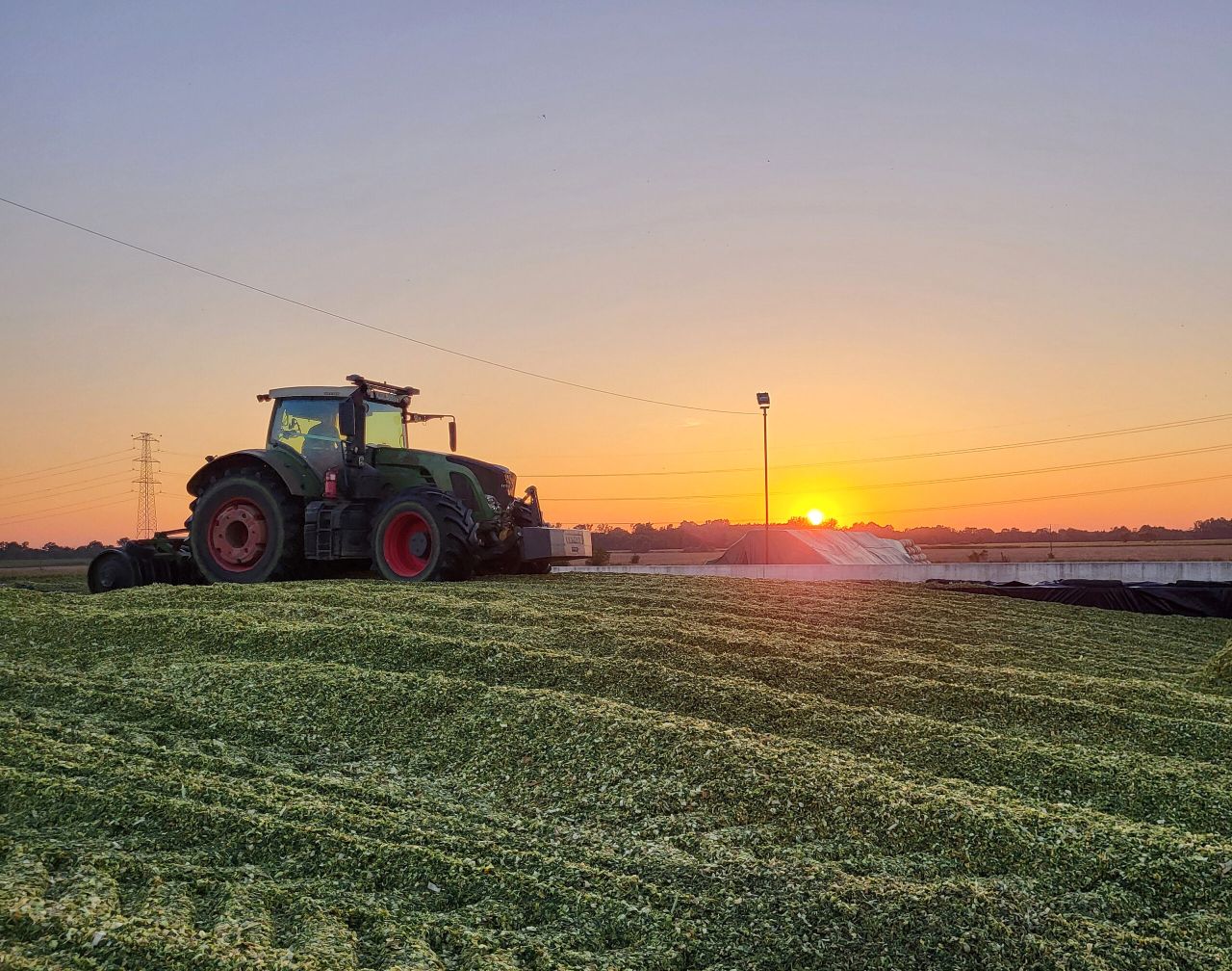 Top forage alternatives for the winter