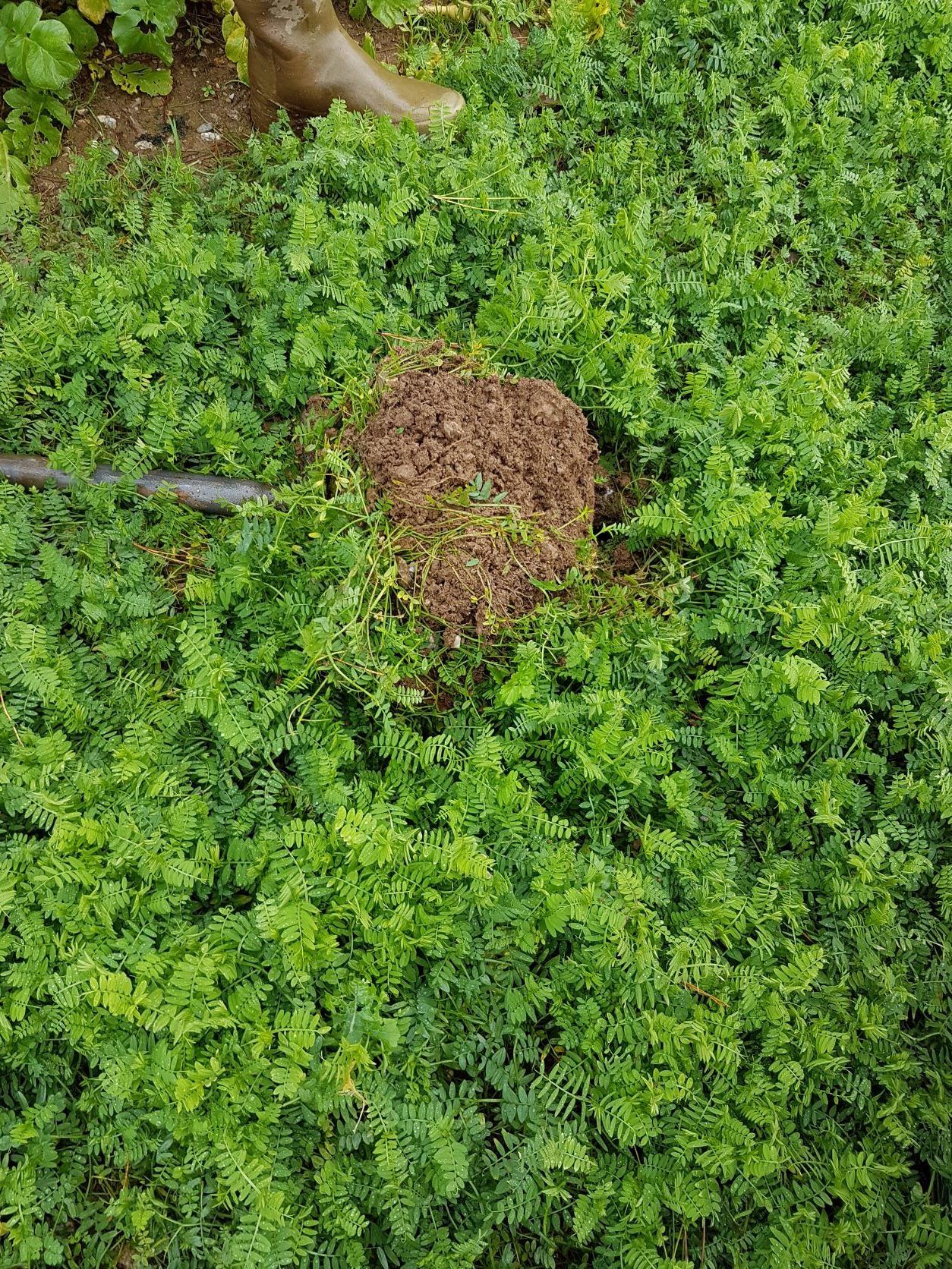 Cover crops: phacelia and oil radish uncovered as soil saviours