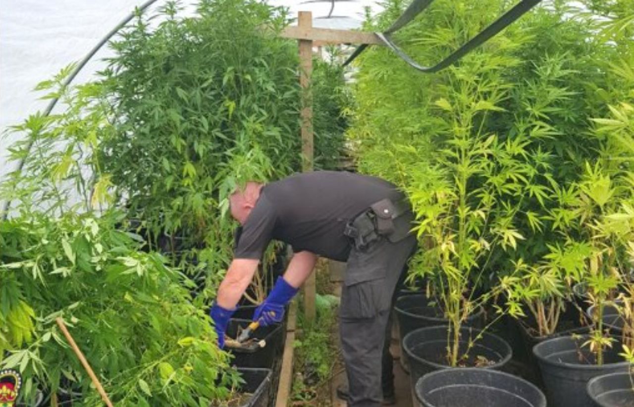 Police seize ‘large cultivation’ of cannabis plants from farm