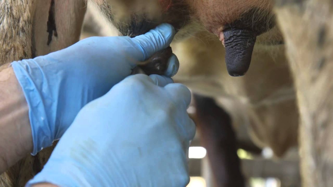 New tool developed to help dairy farmers pinpoint mastitis causes