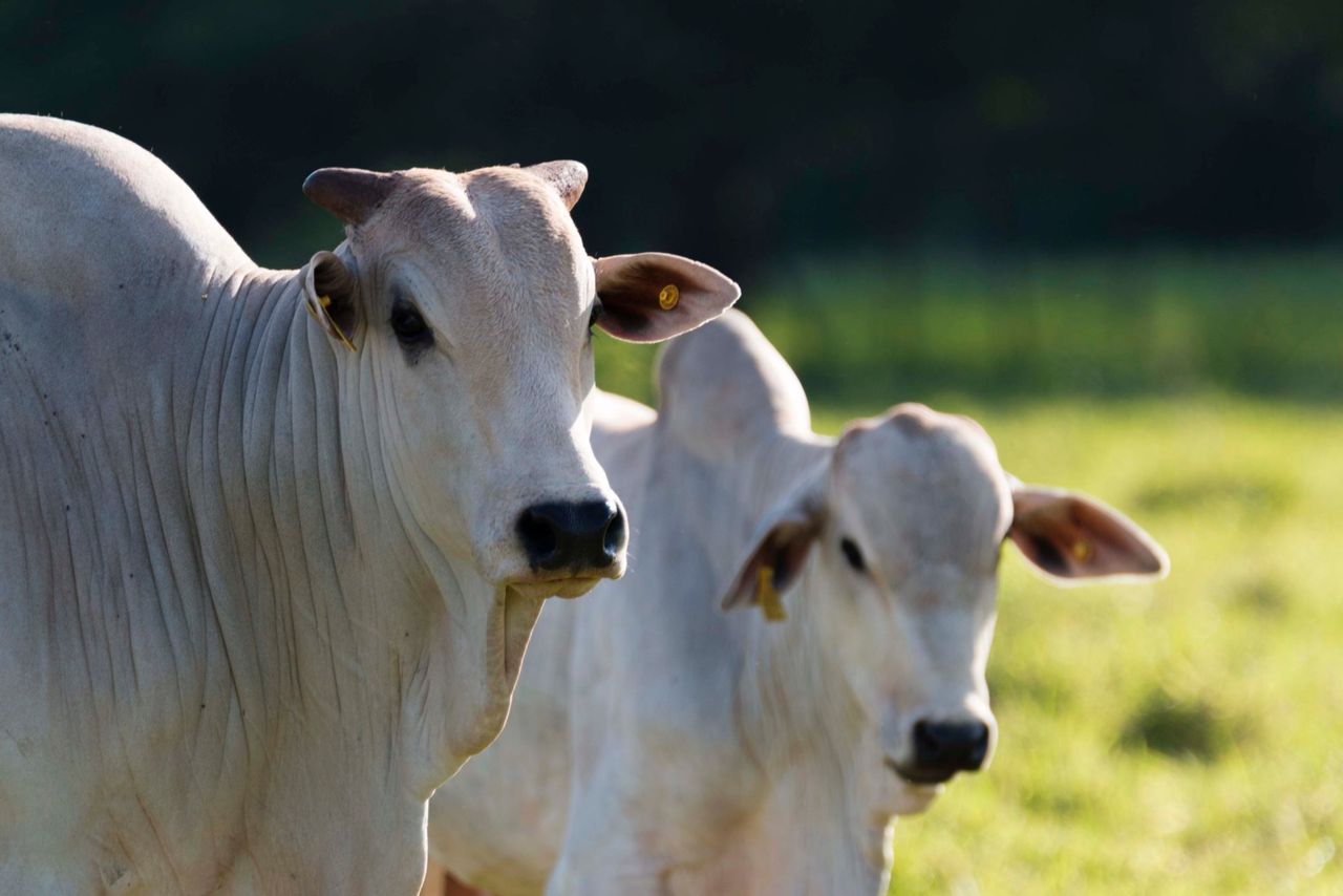 Royal DSM acquires animal nutrition company in Brazil