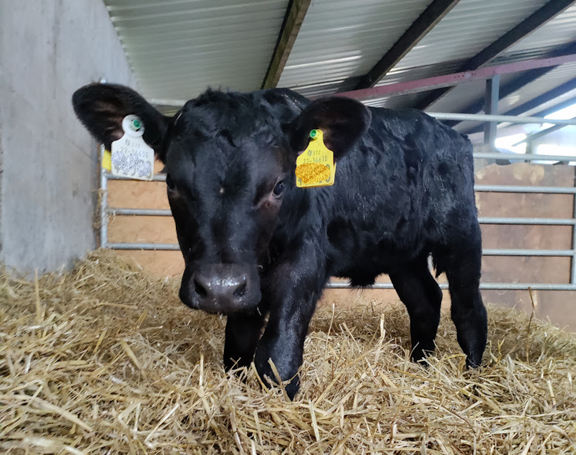 ‘XI’ livestock tags mandatory from today in NI