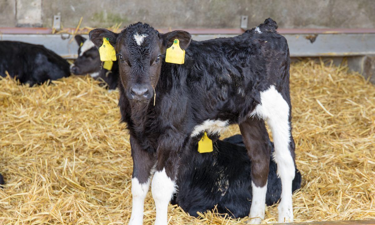 Great British Calf Week to focus on using data for farm decisions
