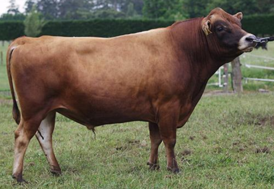 'One-of-a-kind' Jersey bull enters New Zealand Hall of Fame