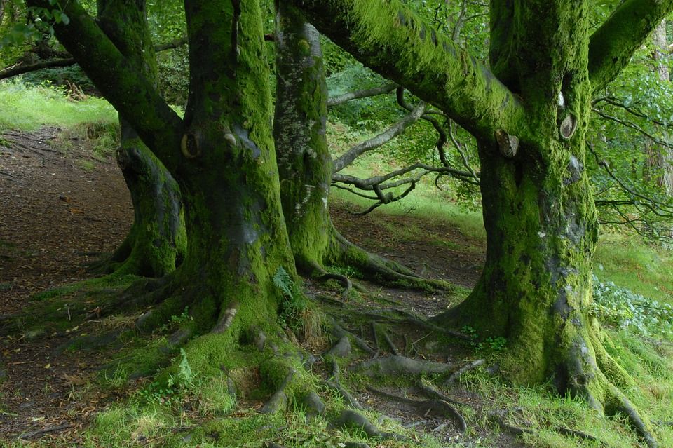Forestry and Land Scotland seeks to future-proof iconic tree species
