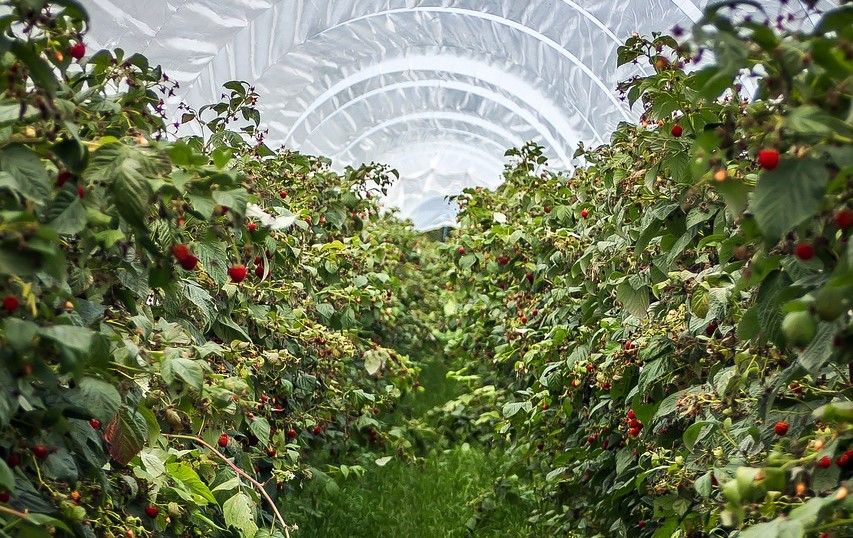 Latest research on pest and disease control in soft fruit to be revealed