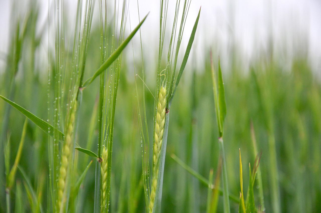 AHDB launches new Barley Yellow Dwarf Virus management tool