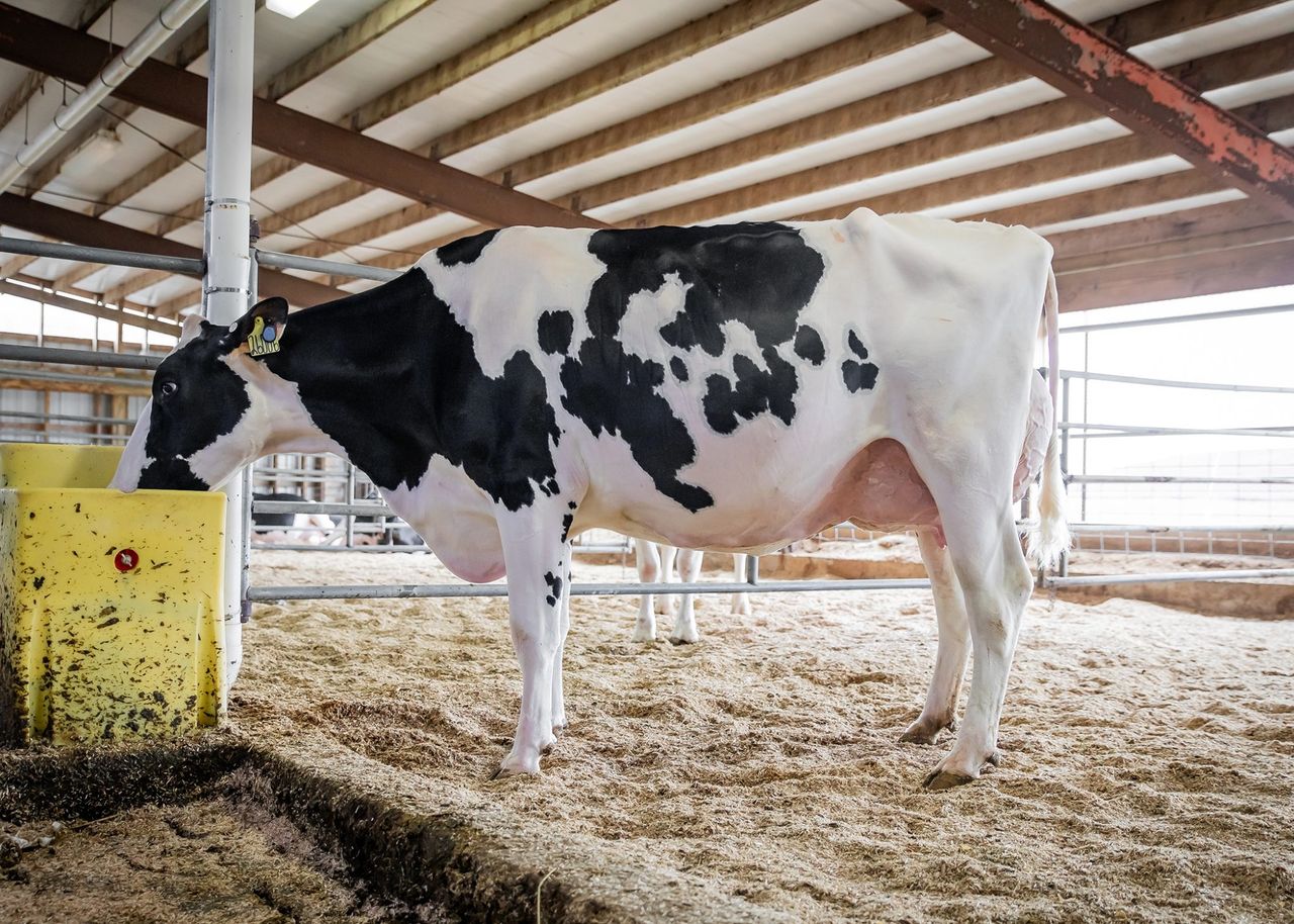 Autumn milk output reported to be on the rise in Northern Ireland