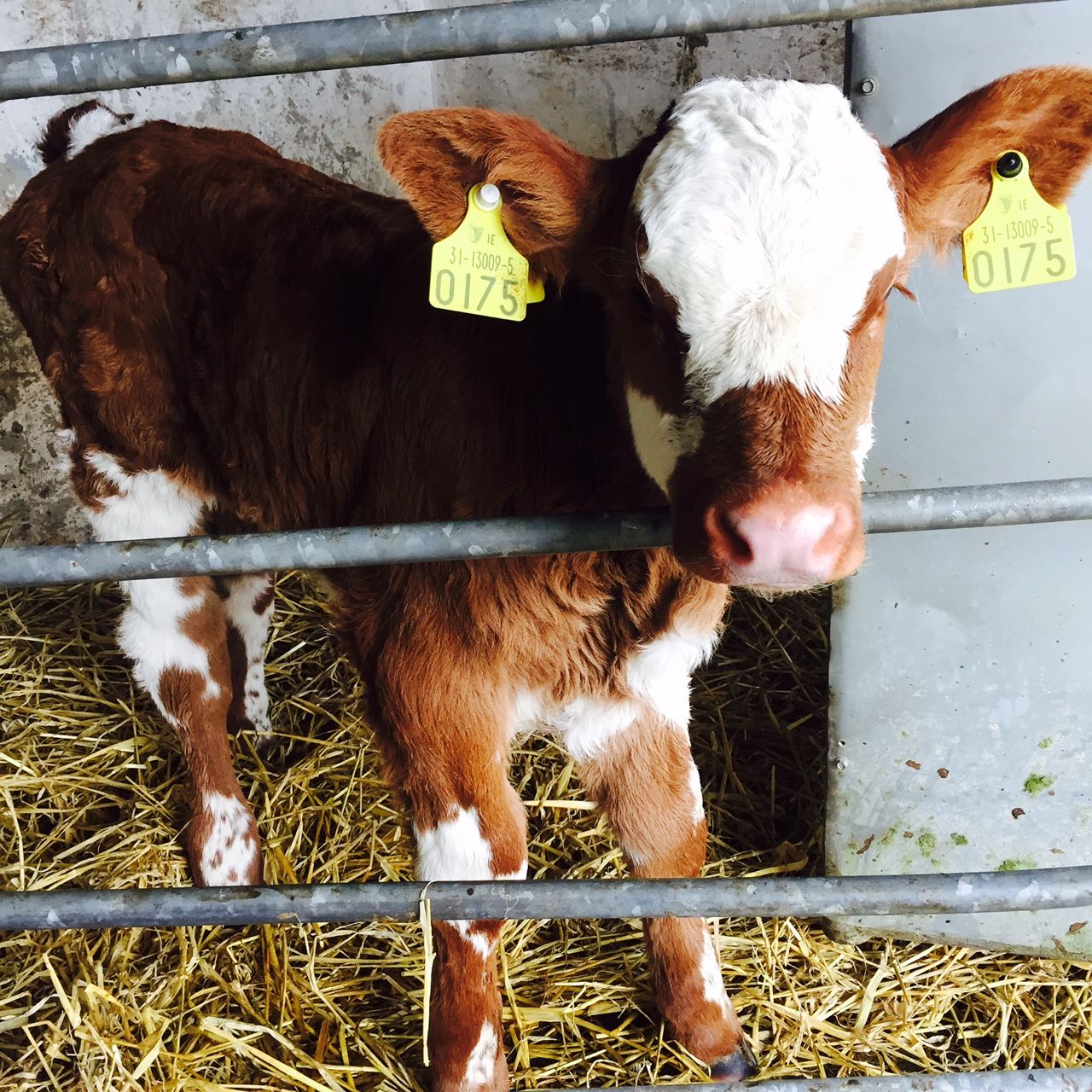 Six steps to prevent animal exposure to BVD during the breeding season