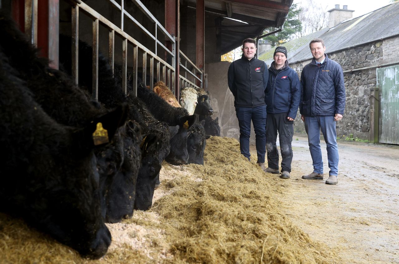 ‘Horizon’ dairy beef project continues to build momentum