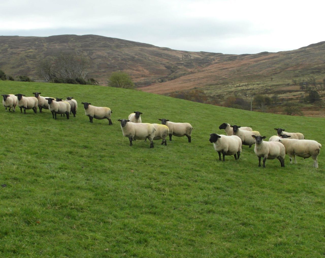 Blowfly strikes in Northern Ireland