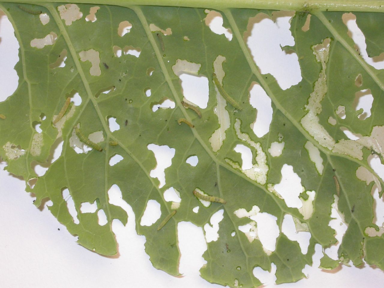 ‘Super pest’ moth now capable of surviving British and Irish winter