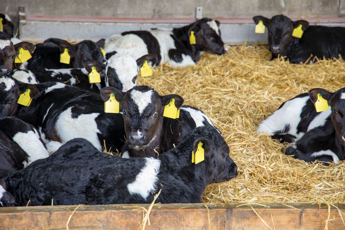 Dairy advice: Prioritising calf health this autumn