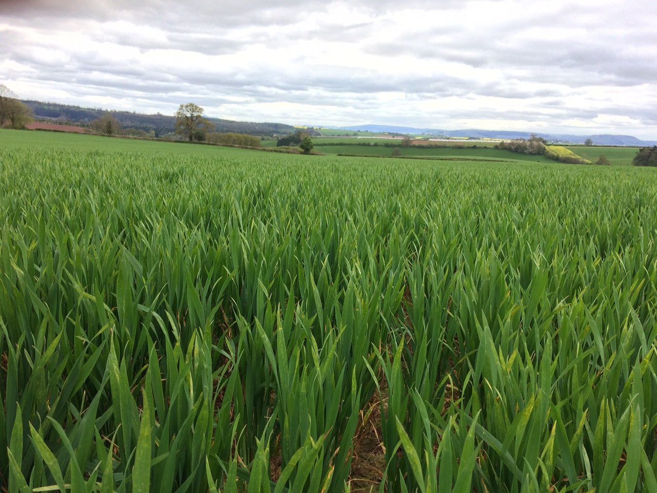 RCSI teams up with Syngenta on project to protect crops