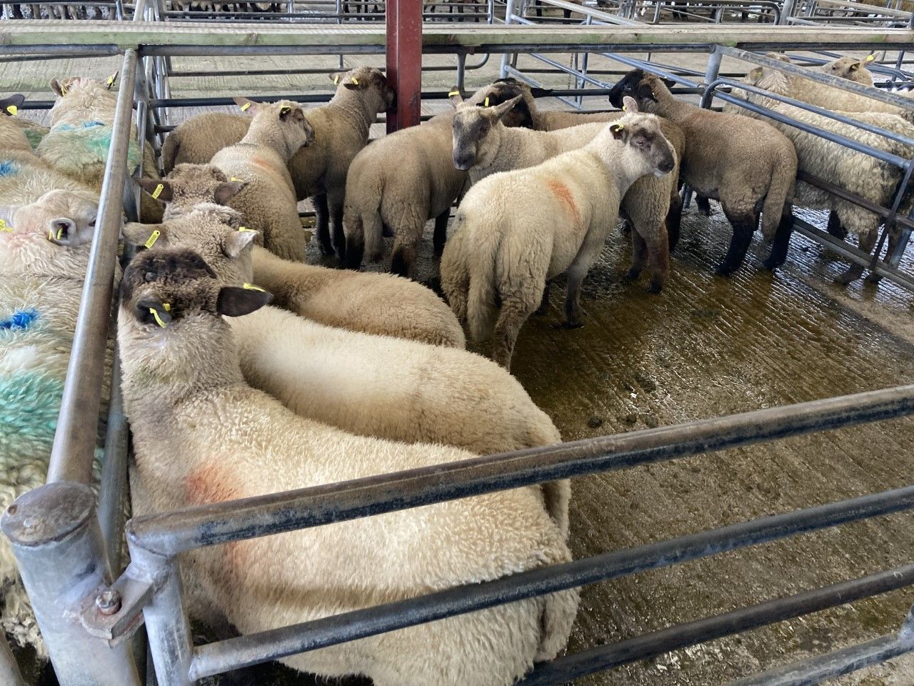 Lamb prices up 36p/kg on last year in Northern Ireland