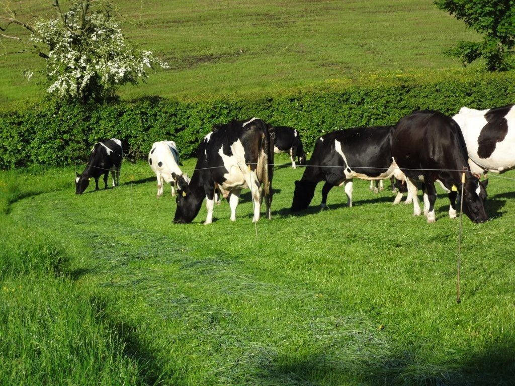 ‘Rebel’ suppliers to receive their marching orders from Dairygold