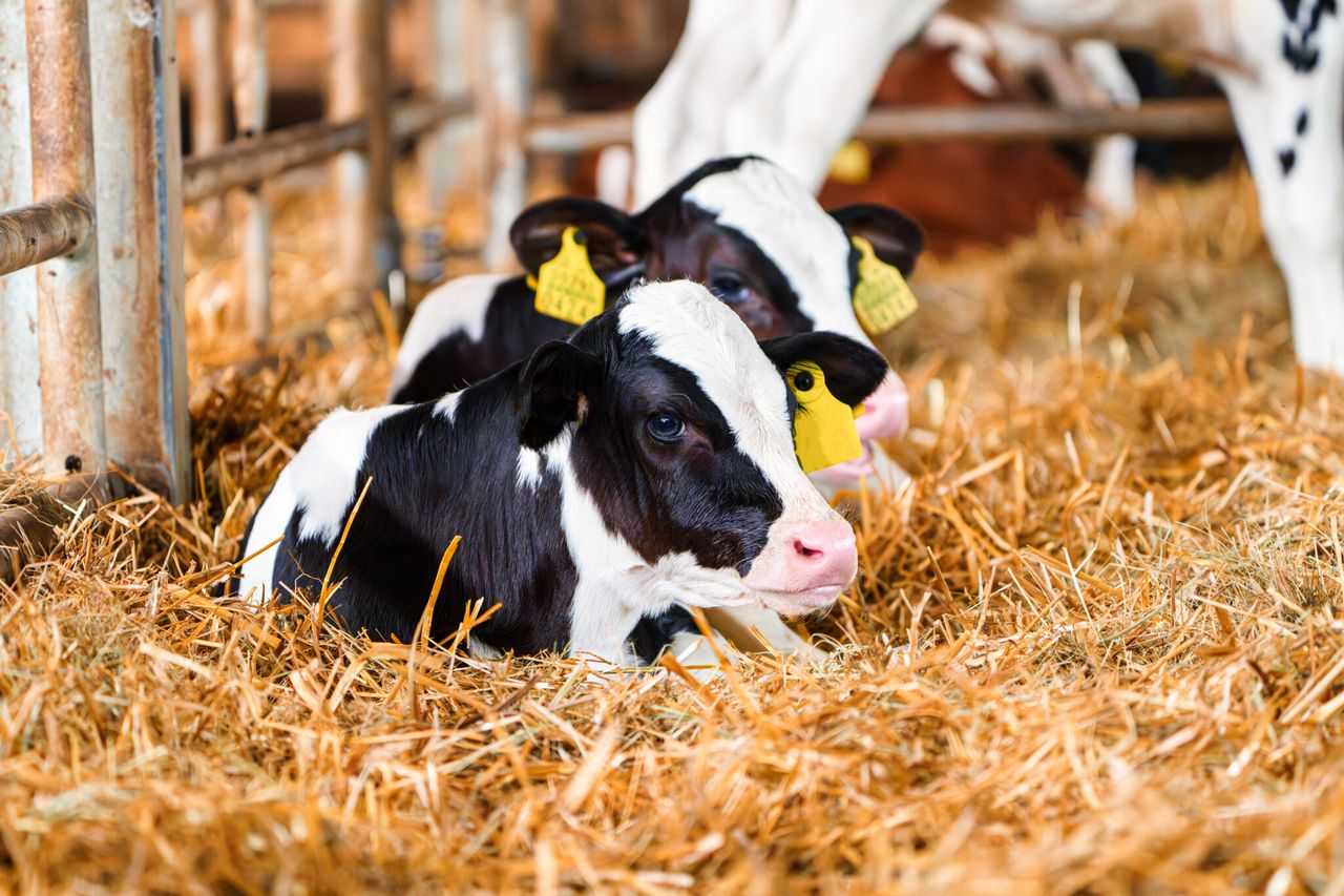 Management of calf scour on your farm this autumn