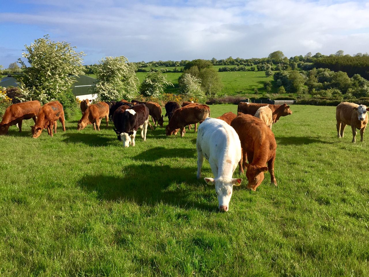 'Increasing farm incomes more important than reducing emissions'