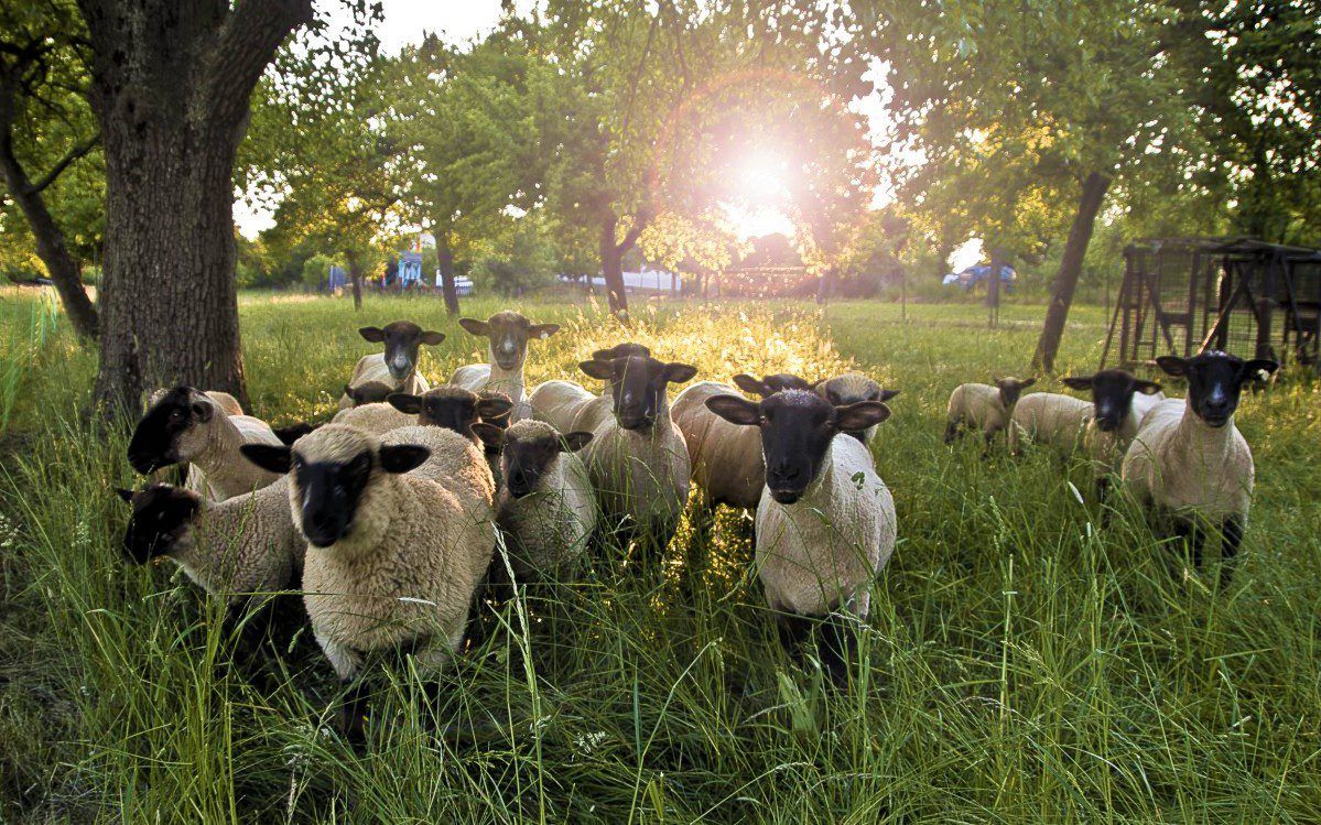 NSA kicks off sheep worrying awareness week