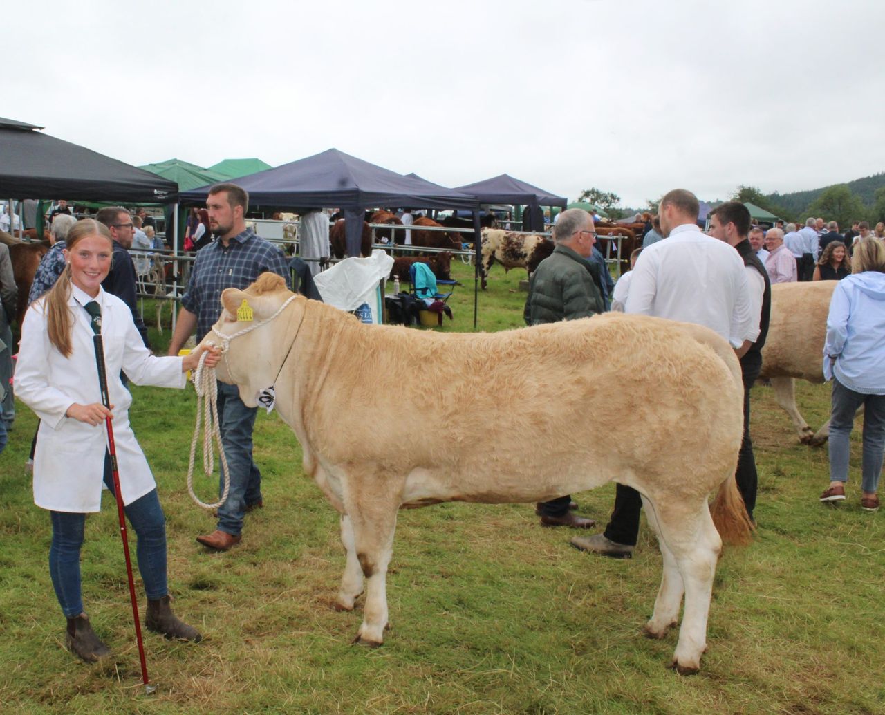 Holstein cow with ‘extra ring presence’ carries the day at Clogher Valley Show