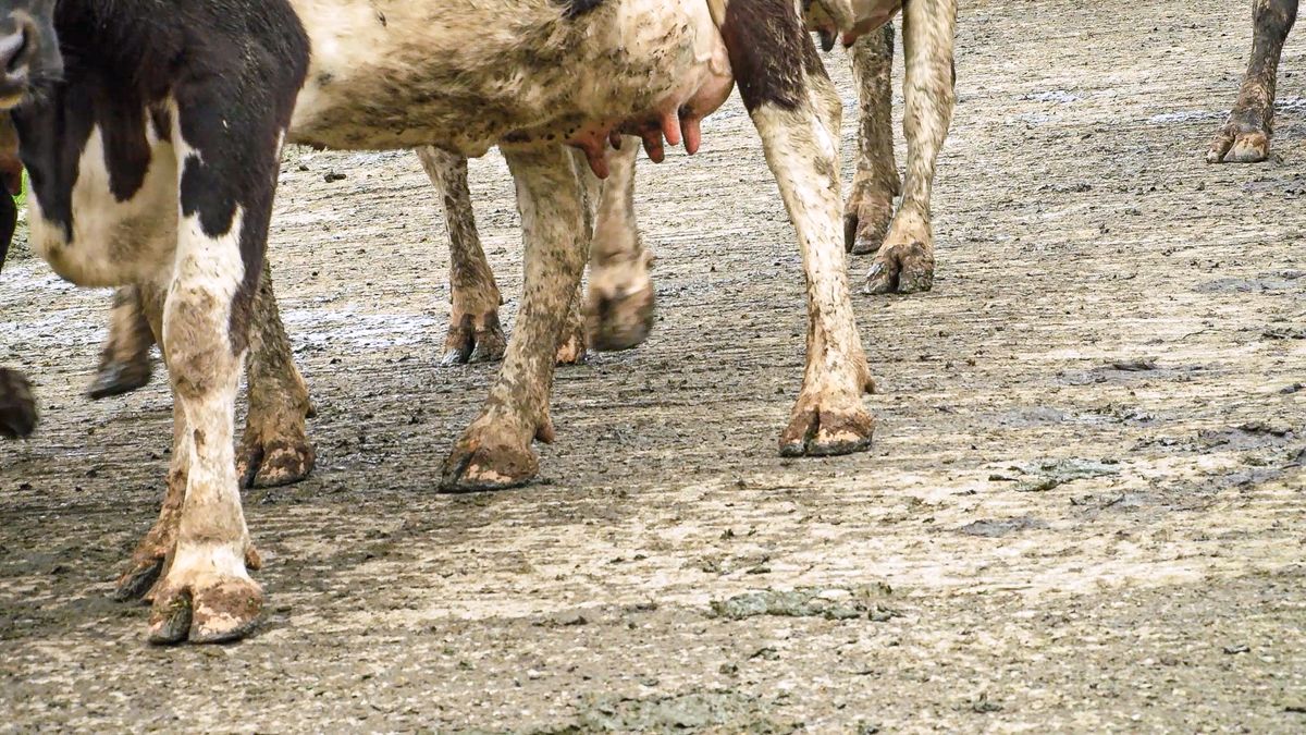 AHDB 'Let's Eat Balanced' campaign to champion British meat and dairy