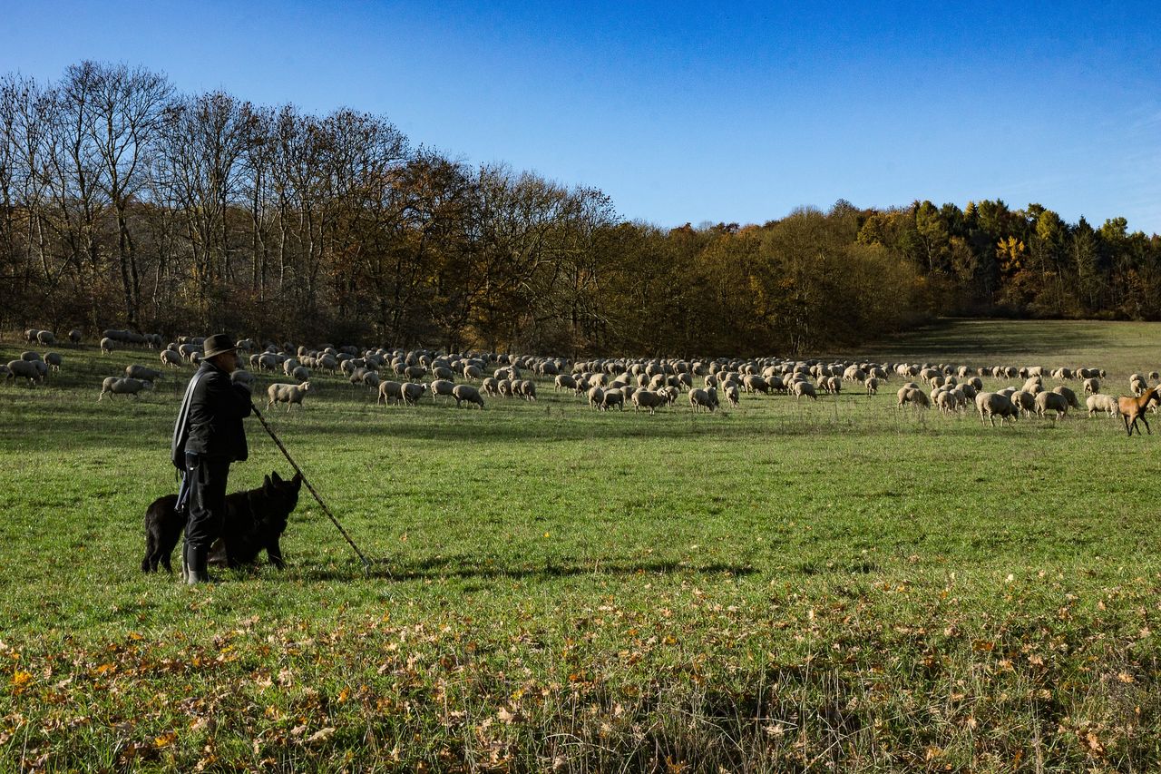 NSA Next Generation Shepherd competition finalists step up to compete once again