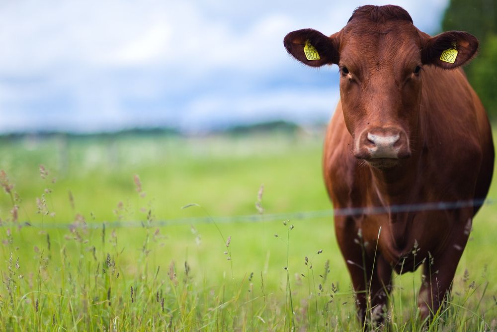 Changes to Farm Quality Assurance: What it means for your farm