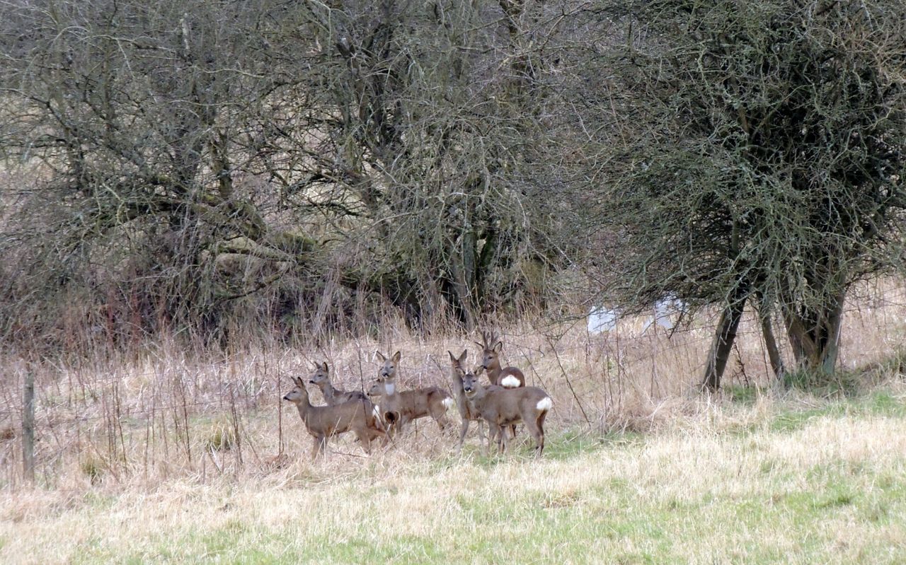 Culling pregnant deer could represent a ‘mental health issue’ – Scottish group