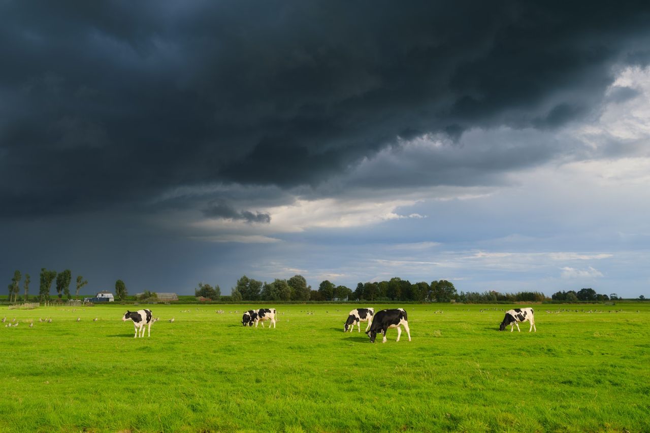 NI farmers warned on mineral loss after ‘wettest start in nearly 150 years’