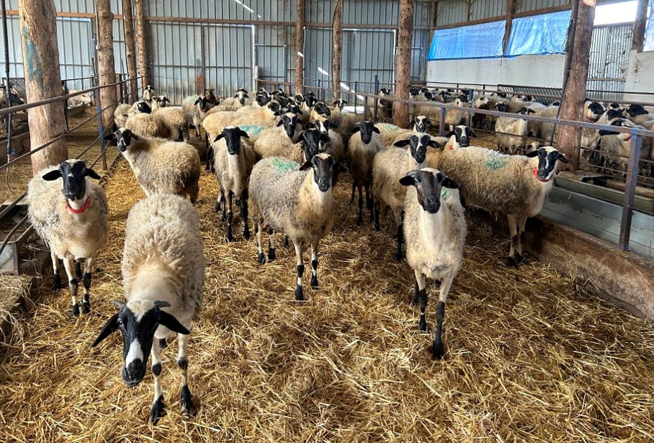 430k sheep and goats culled in Greece due to pox virus