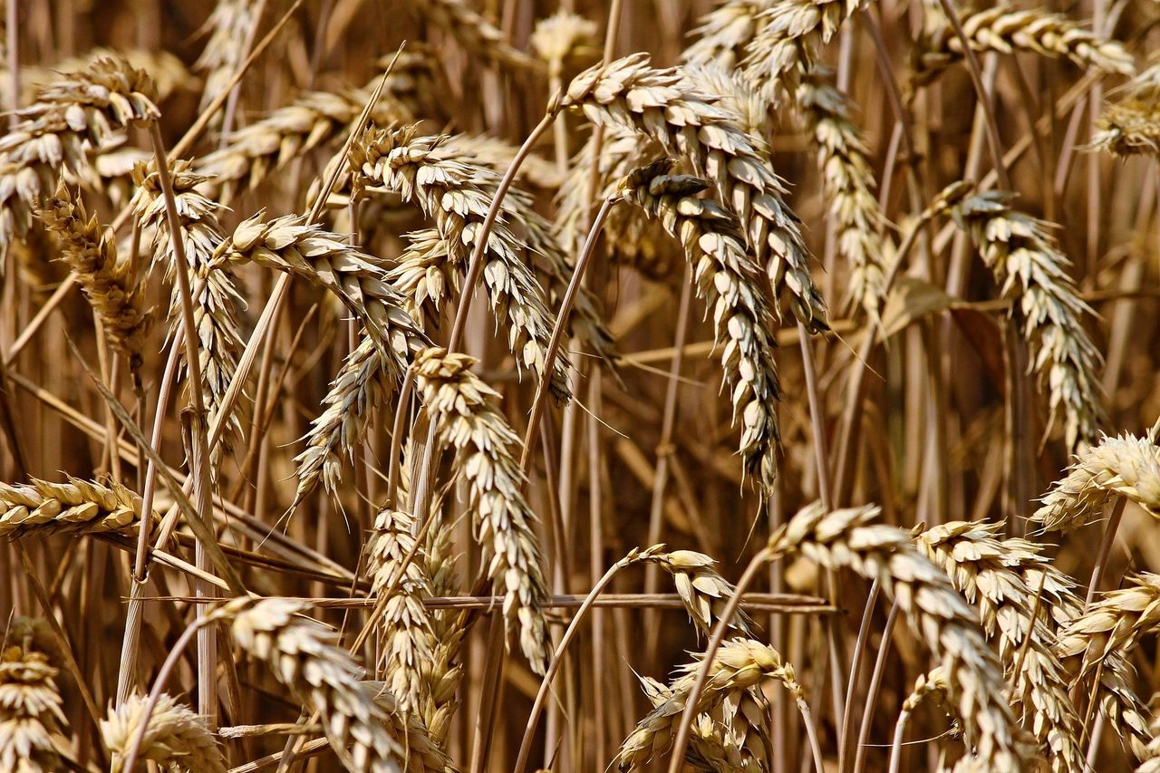 AHDB: Global wheat prices remain under pressure