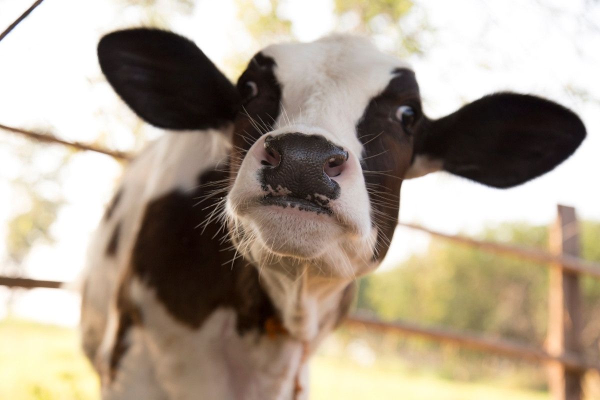 Farmers For Action: Need for a Farm Welfare Bill