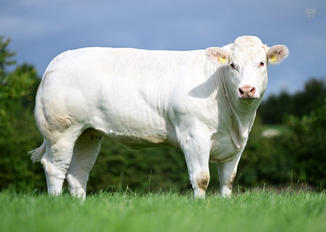 Online sale sees £7,100 paid for Down bred Charolais heifer