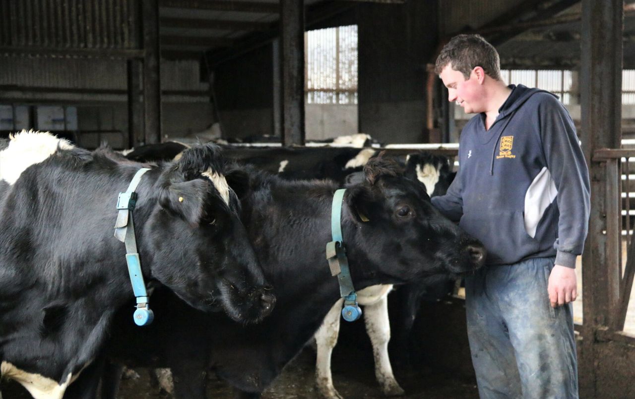 NI indepth: ‘New Zealand inspired me to swap sucklers for dairy cows’