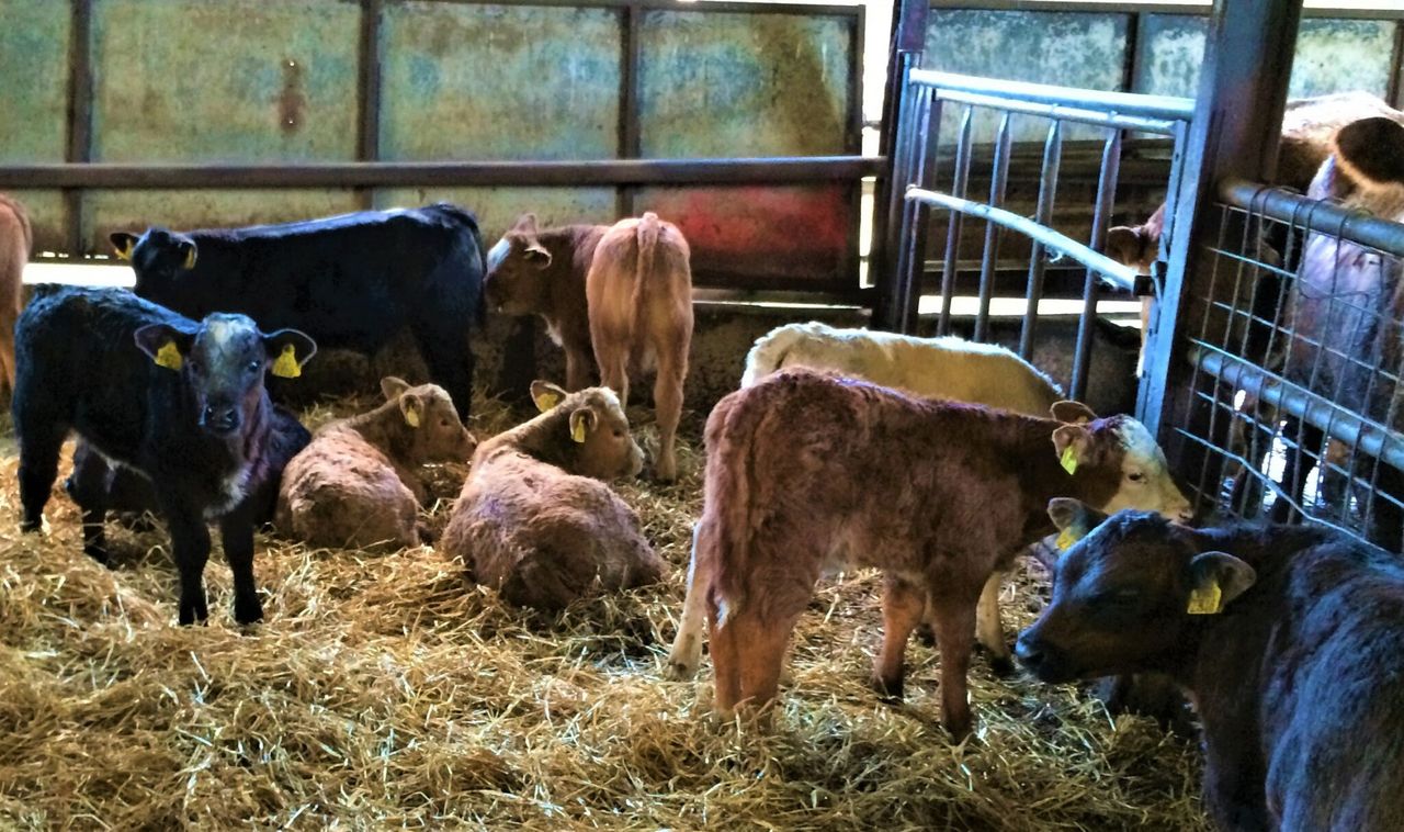 Increase in beef bulls on dairy cows drives NI’s rise in beef-sired calves