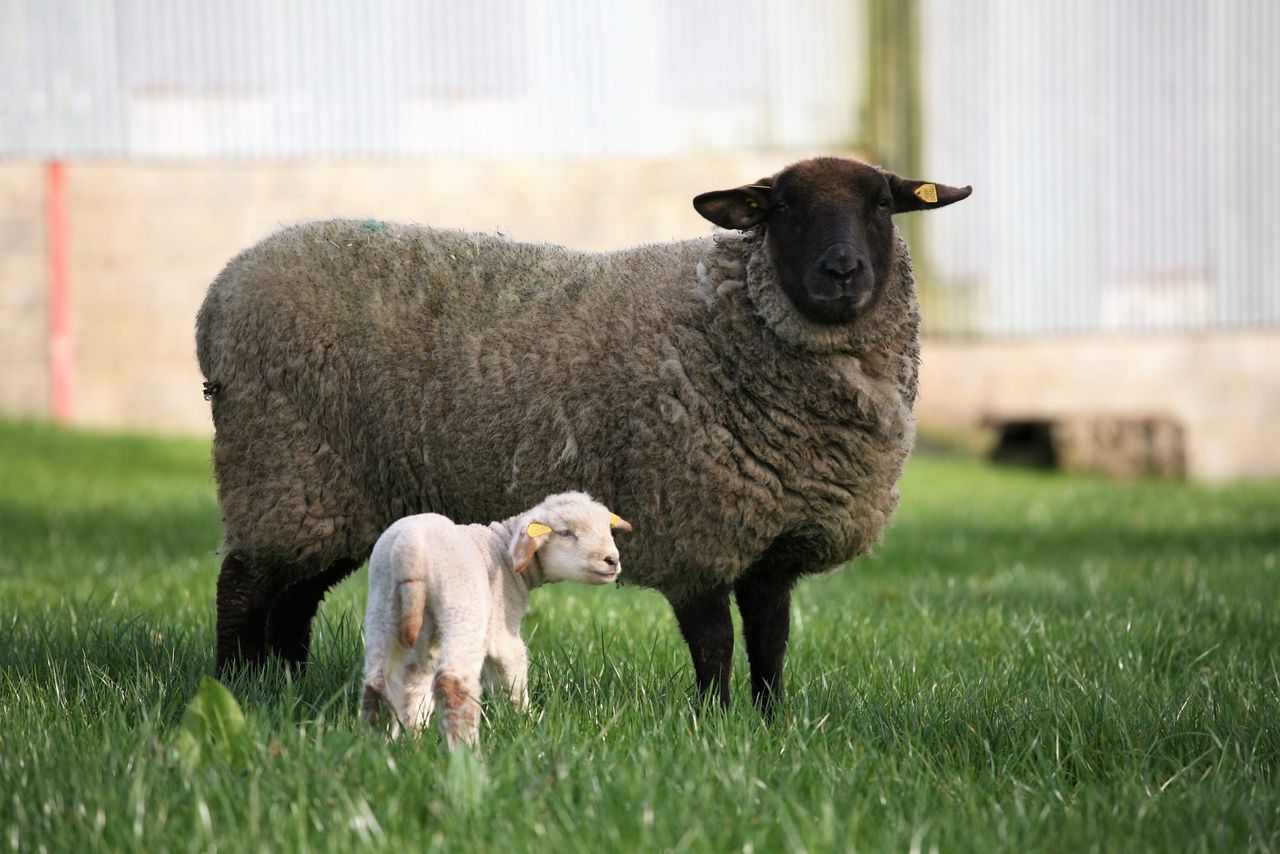 Aberdeenshire farm to open gates to public during lambing