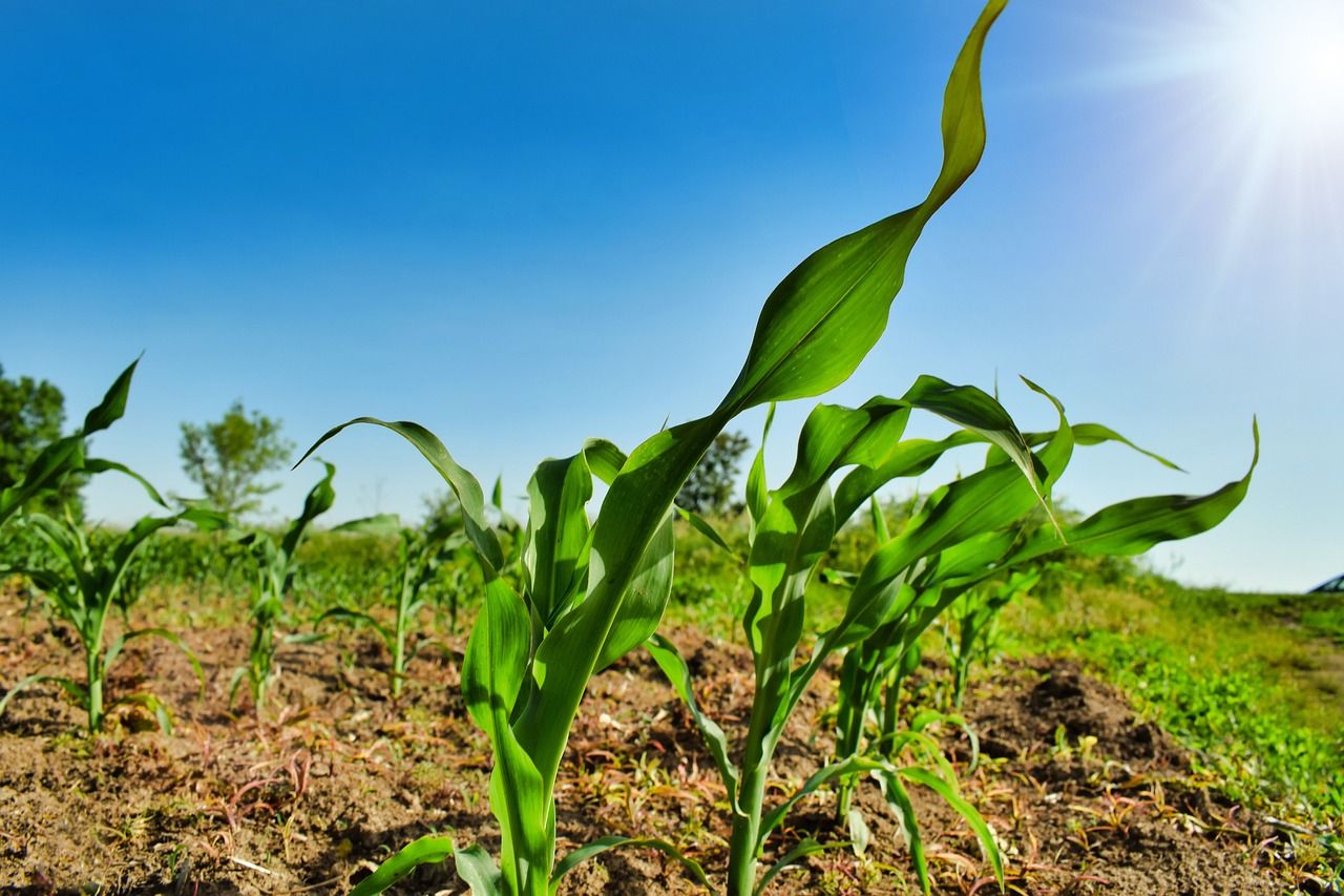 Agriculture and food among topics to be discussed at COP29
