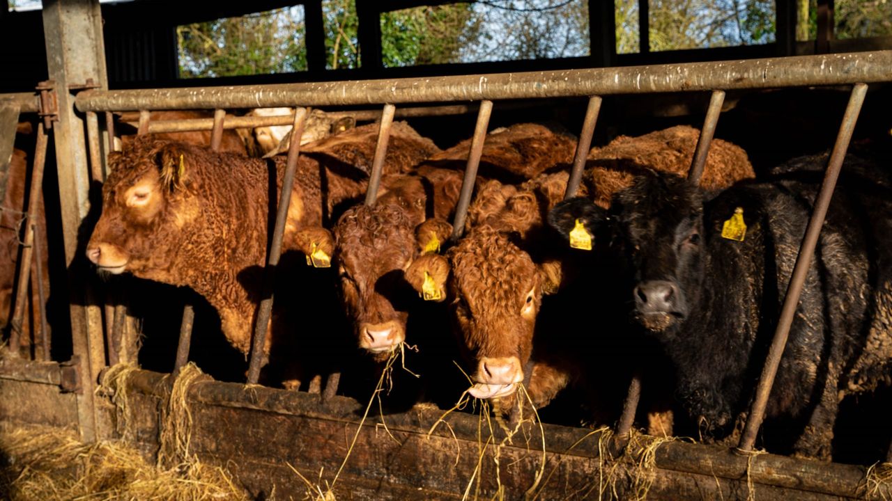 FUW expresses concerns about Bovine TB proposals