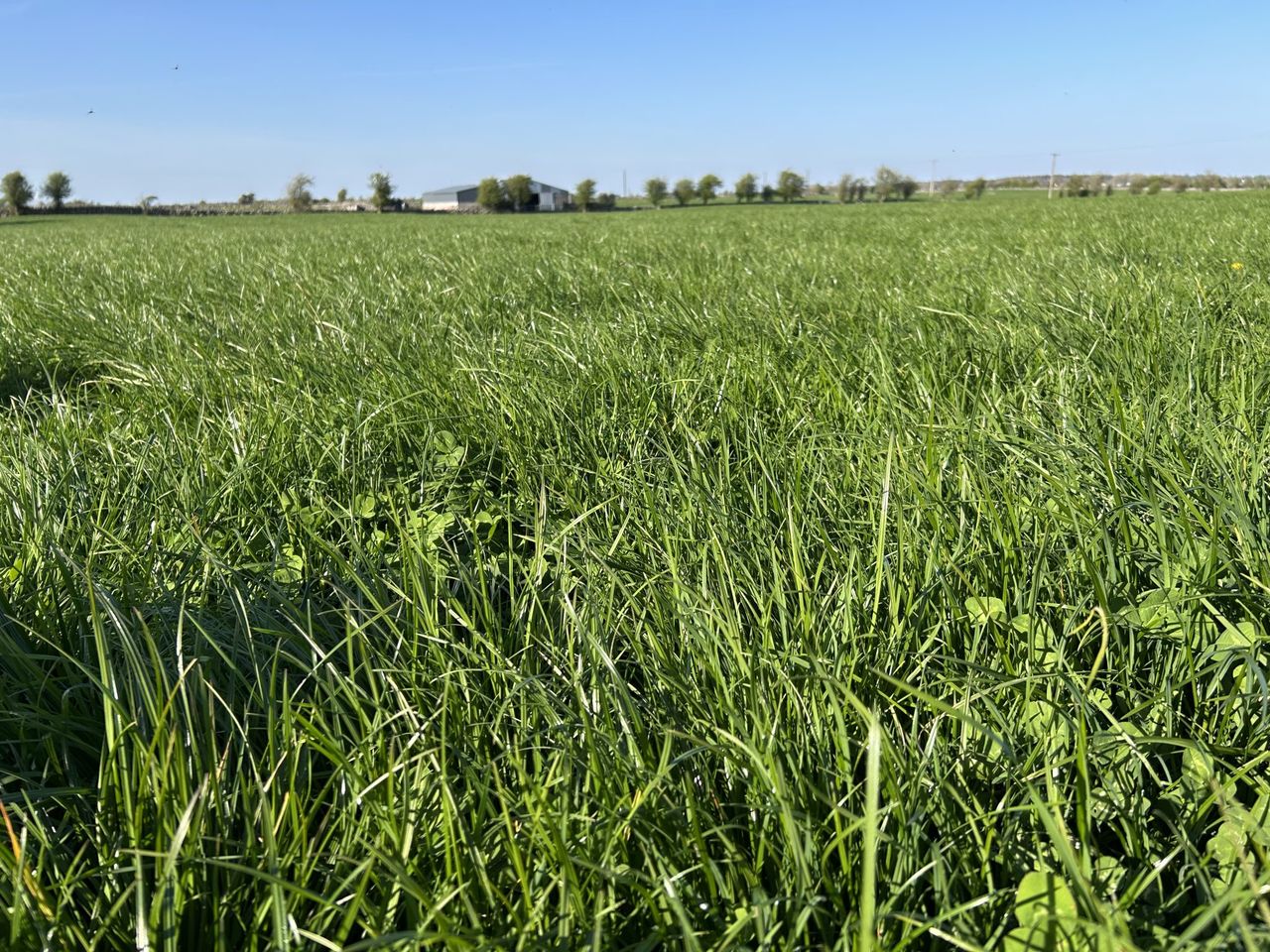 Grass-clover: Key to growing 15t DM/ha and reducing nitrogen
