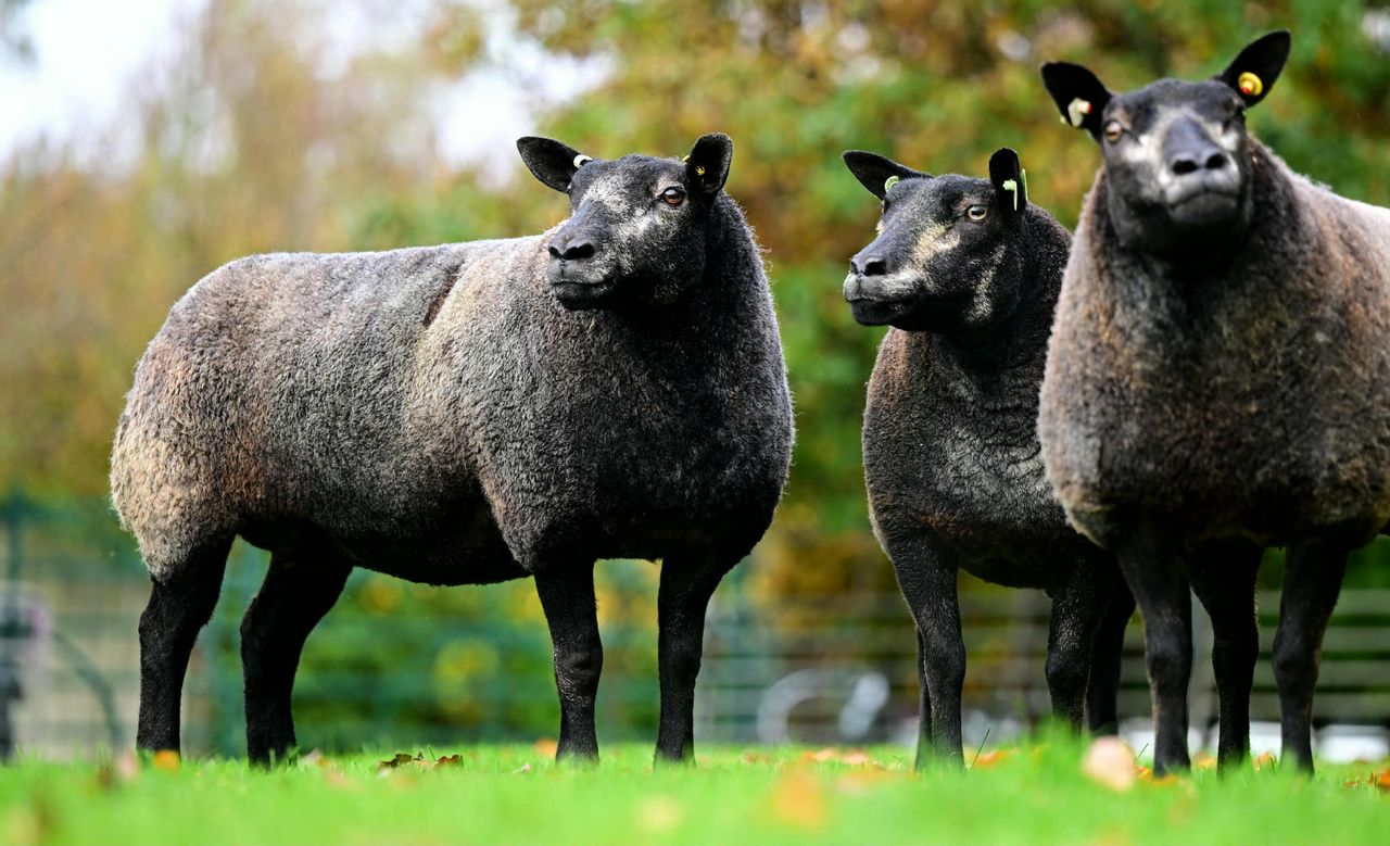 Little Whisker flock dispersal sale this weekend